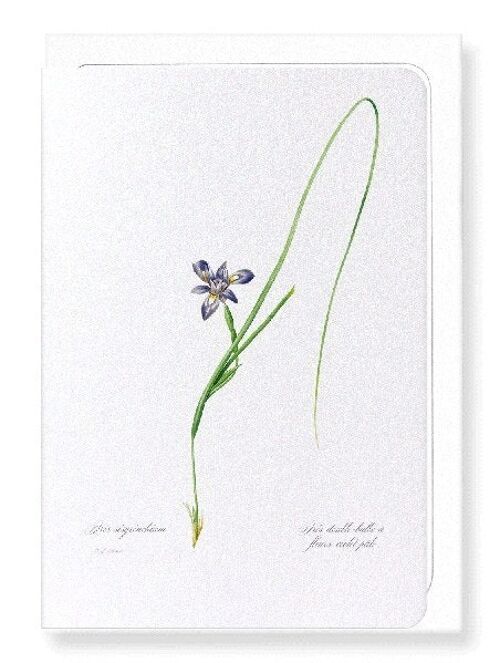 SISYRINCHIUM IRIS (FULL): Greeting Card