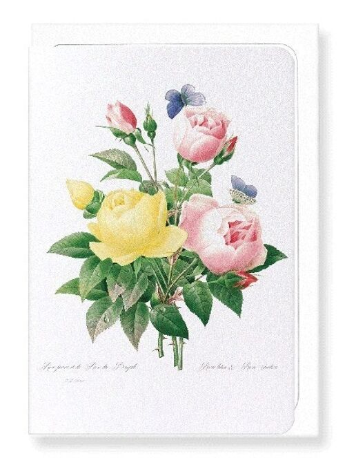 YELLOW AND PINK ROSE (FULL): Greeting Card