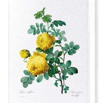 YELLOW ROSES (FULL): Greeting Card