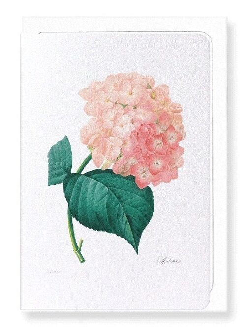 HORTENSIA (FULL): Greeting Card