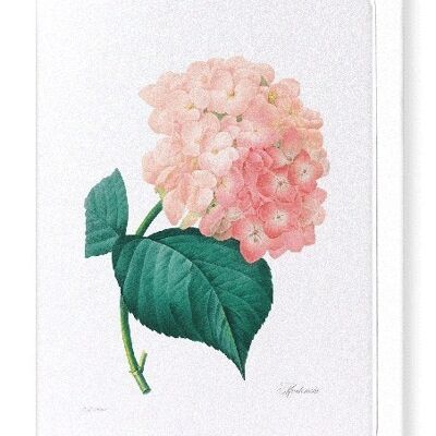 HORTENSIA (INTERO): Biglietto d'auguri