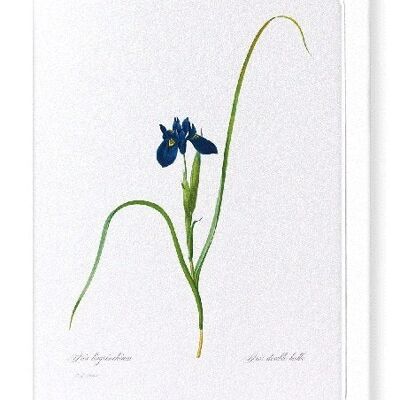 IRIS LISYRINCHIUM (COMPLETO): Biglietto d'auguri