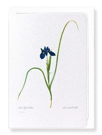 IRIS LISYRINCHIUM (COMPLET): Carte de vœux 3