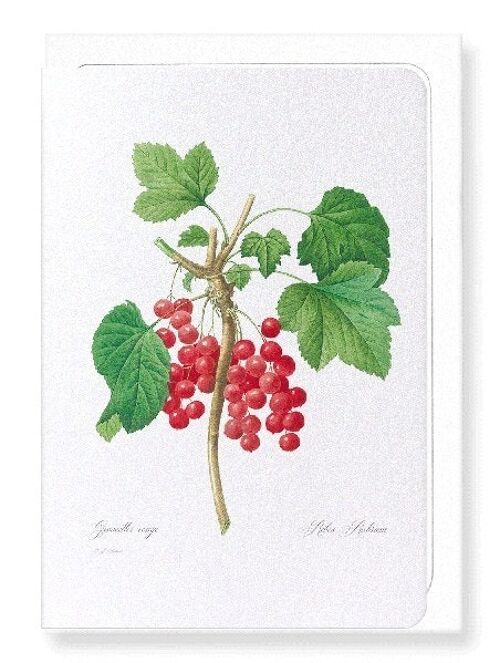 RED CURRANTS (FULL): Greeting Card