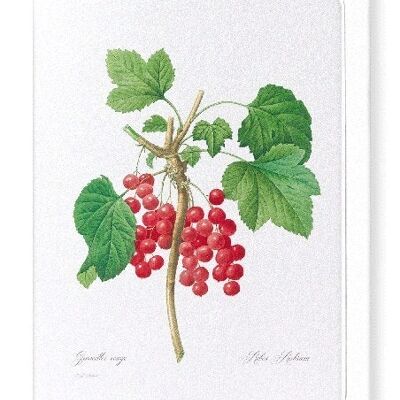 RED CURRANTS (FULL): Greeting Card