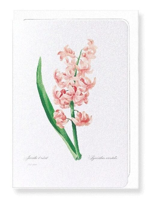 ORIENTAL HYACINTH (FULL): Greeting Card