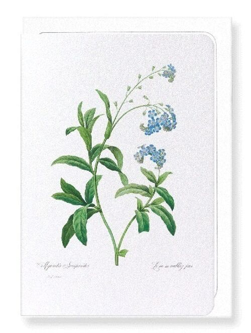 FORGET ME NOT FLOWER (FULL): Greeting Card