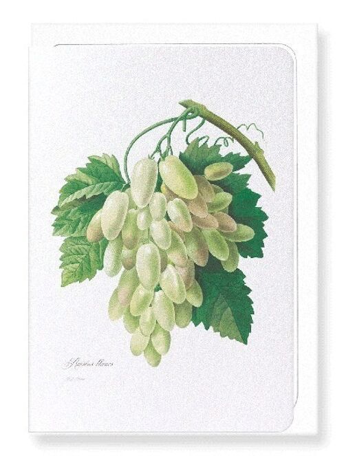 GRAPES AND VINE LEAVES (FULL): Greeting Card