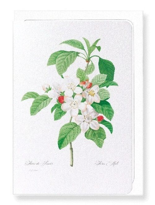 FLORES MALI OF THE APPLE TREE (FULL): Greeting Card