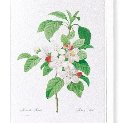 FLORES MALI OF THE APPLE TREE (FULL): Greeting Card