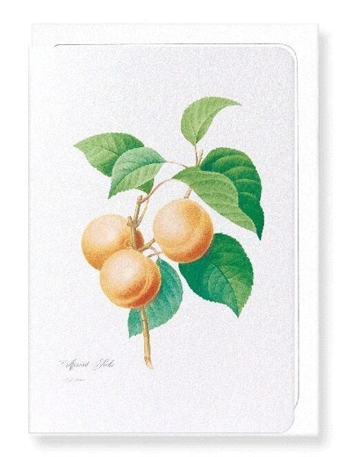 APRICOT (FULL): Greeting Card