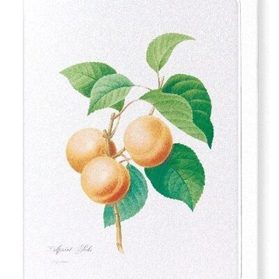 APRICOT (FULL): Greeting Card
