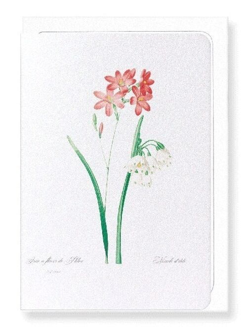 IXIA SCARIOSA (FULL): Greeting Card