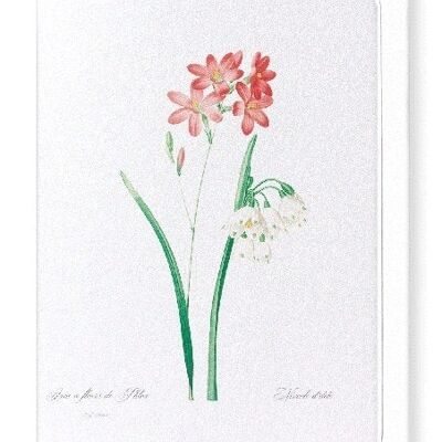 IXIA SCARIOSA (FULL): Greeting Card