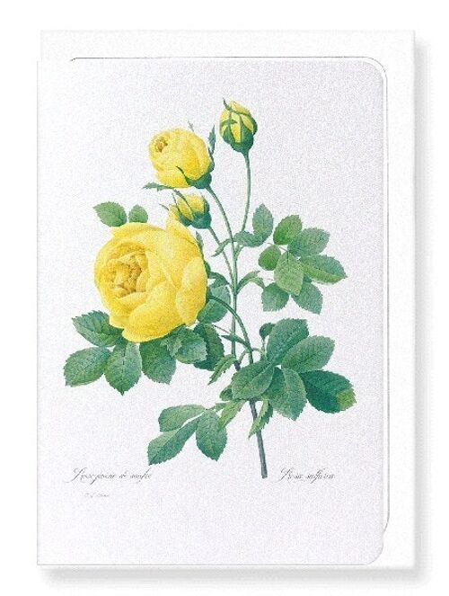 YELLOW ROSE (FULL): Greeting Card