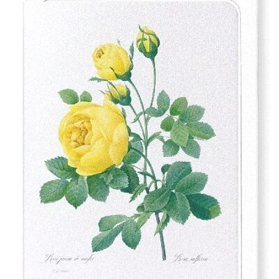YELLOW ROSE (FULL): Greeting Card