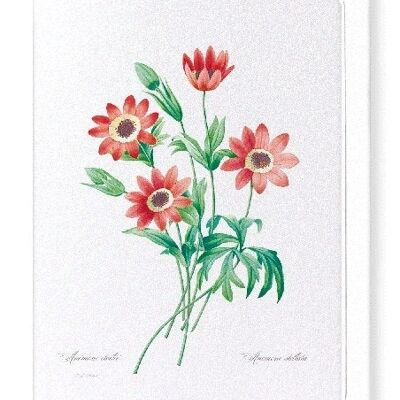 ANEMONE STELLATA (FULL): Greeting Card