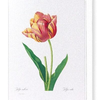 TULIP (FULL): Greeting Card