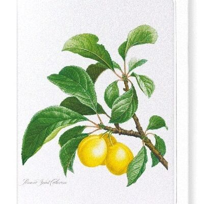 PLUMS ON A BRANCH  (FULL): Greeting Card