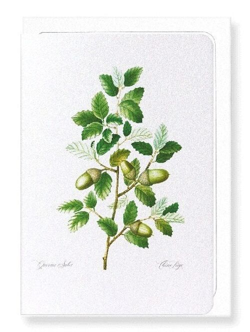 CORK OAK TREE ACORNS (FULL): Greeting Card