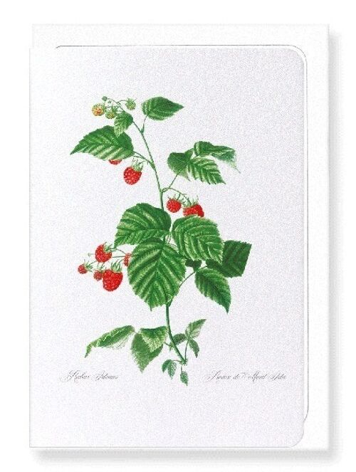 RASPBERRY BRANCH  (FULL): Greeting Card