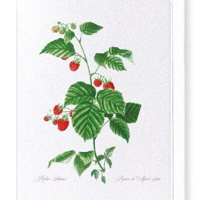 RASPBERRY BRANCH  (FULL): Greeting Card