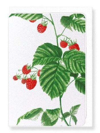 BRANCHE DE FRAMBOISE (COMPLET): Carte de vœux 2