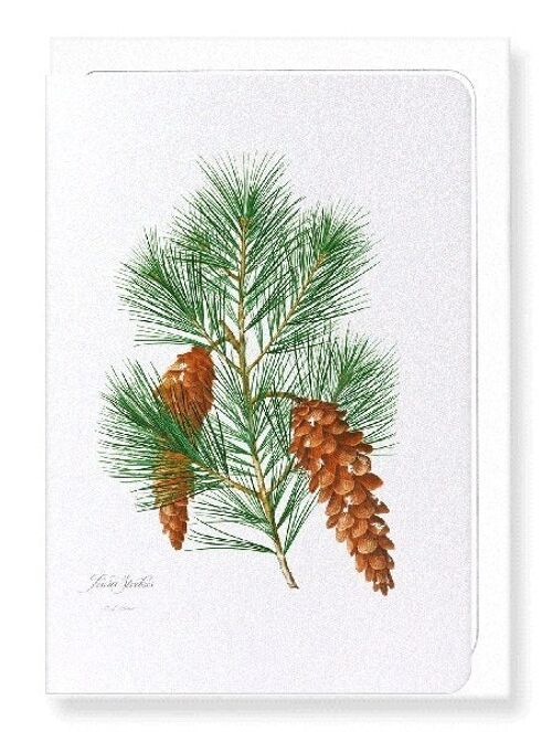 WHITE PINE (FULL): Greeting Card