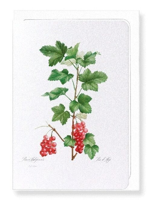 REDCURRANT FRUIT (FULL): Greeting Card