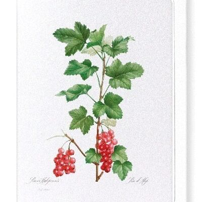 REDCURRANT FRUIT (FULL): Greeting Card