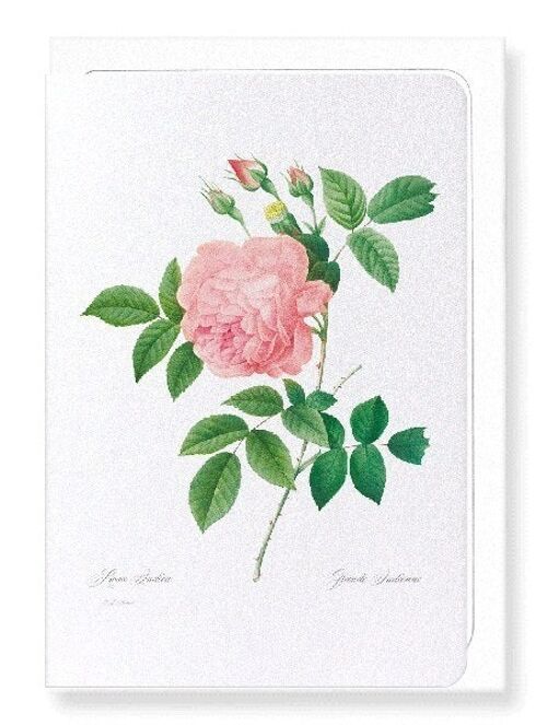 PINK ROSE NO.1 (FULL): Greeting Card