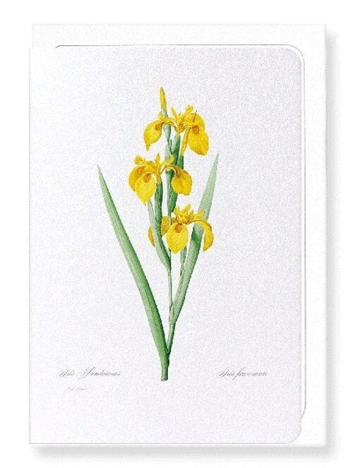 YELLOW IRIS (FULL): Greeting Card