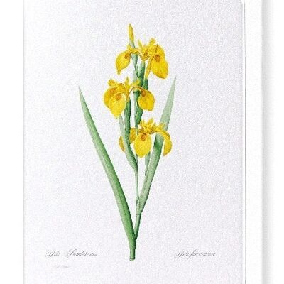 YELLOW IRIS (FULL): Greeting Card