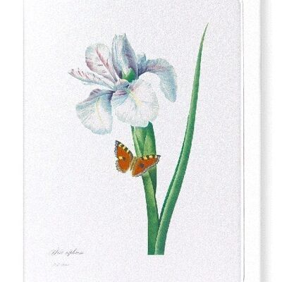 SPANISH IRIS NO.2 (FULL): Greeting Card