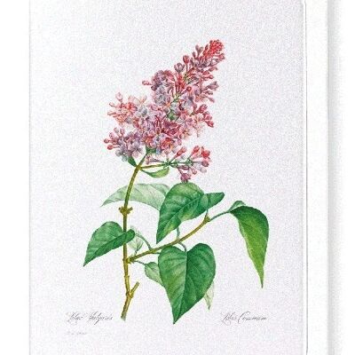 LILAC NO.4 (FULL): Greeting Card