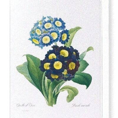 PRIMULA AURICULA NO.1 (FULL): Greeting Card