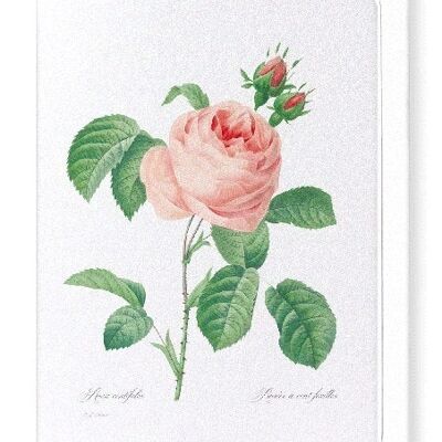 PINK ROSE NO.2 (FULL): Greeting Card
