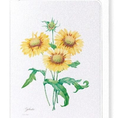 GALLARDIA BLANKET FLOWER (FULL): Greeting Card