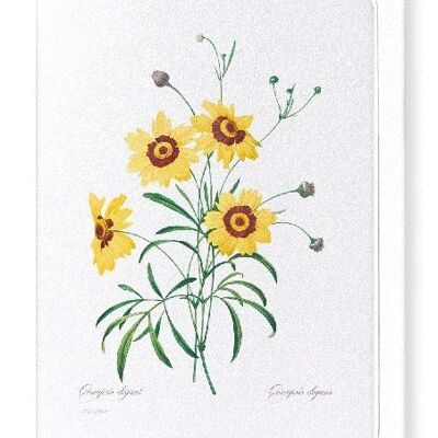 TICKSEED COREOPSIS (VOLL): Grußkarte