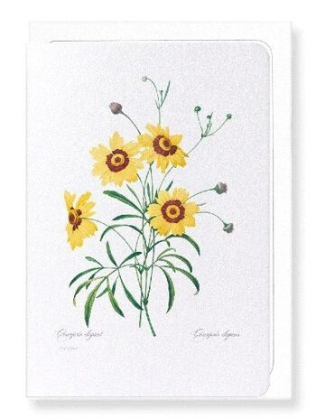 TICKSEED COREOPSIS (COMPLET): Carte de vœux 1