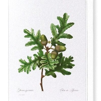 PYRENEAN OAK (FULL): Greeting Card