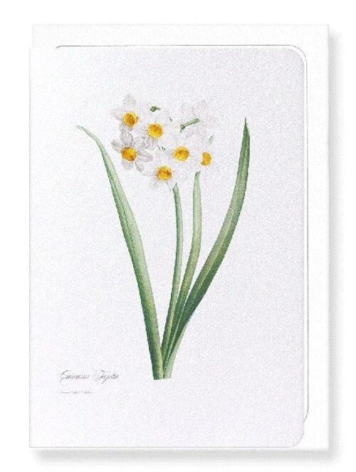 SACRED LILY (FULL): Greeting Card