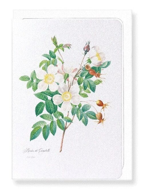 ROSIER CANDOLLE (FULL): Greeting Card