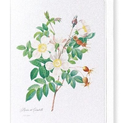 ROSIER CANDOLLE (FULL): Greeting Card