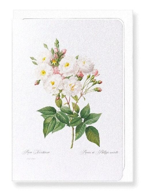 NOISETTE ROSE (FULL): Greeting Card