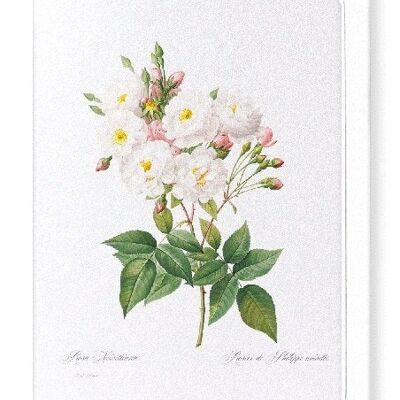 NOISETTE ROSE (FULL): Greeting Card