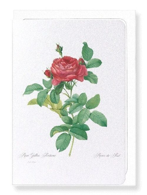 GALLICA ROSE PONTIANA (FULL): Greeting Card