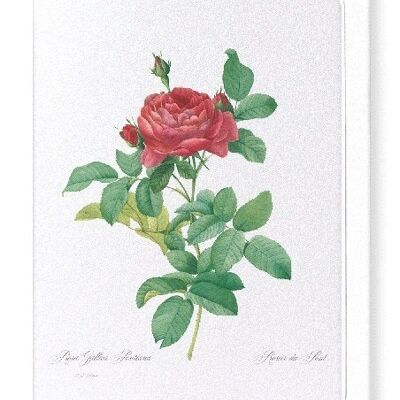 GALLICA ROSE PONTIANA (FULL): Greeting Card