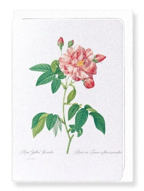 GALLICA ROSE VERSICOLOR (FULL): Greeting Card