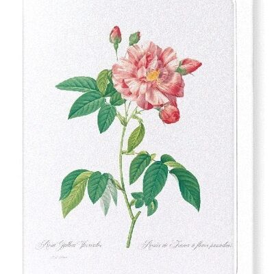 GALLICA ROSE VERSICOLOR (FULL): Greeting Card